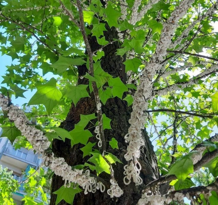 A breve gli interventi sulle piante colpite da Takahashia Japonica